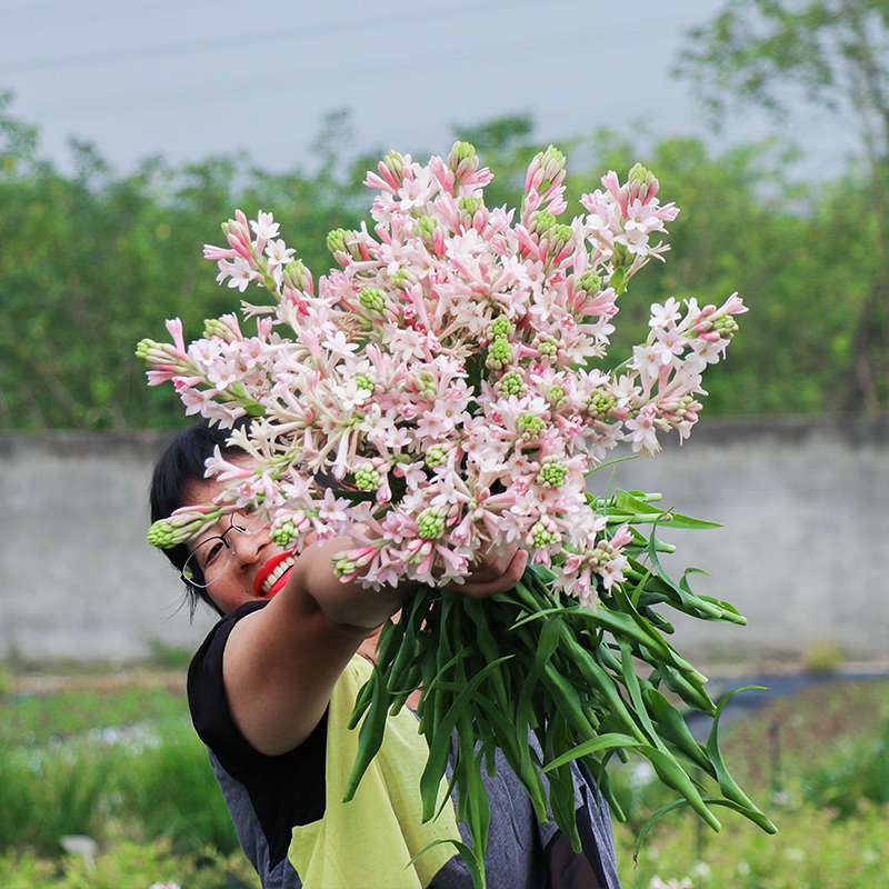 海蒂的花园 晚香玉夜来香月下香庭院露台室外阳台花卉植物盆栽苗