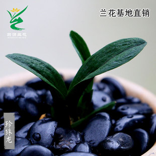 喜花里兰花苗高端墨兰矮种奇叶珍珠龙开花浓香好易养室内桌面盆栽