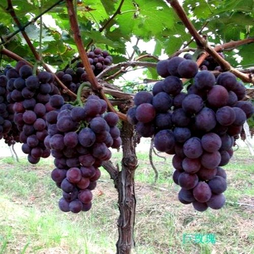 葡萄树苖特大蓝宝石葡萄苗爬藤阳光玫瑰葡萄苗南北方庭院种植果树