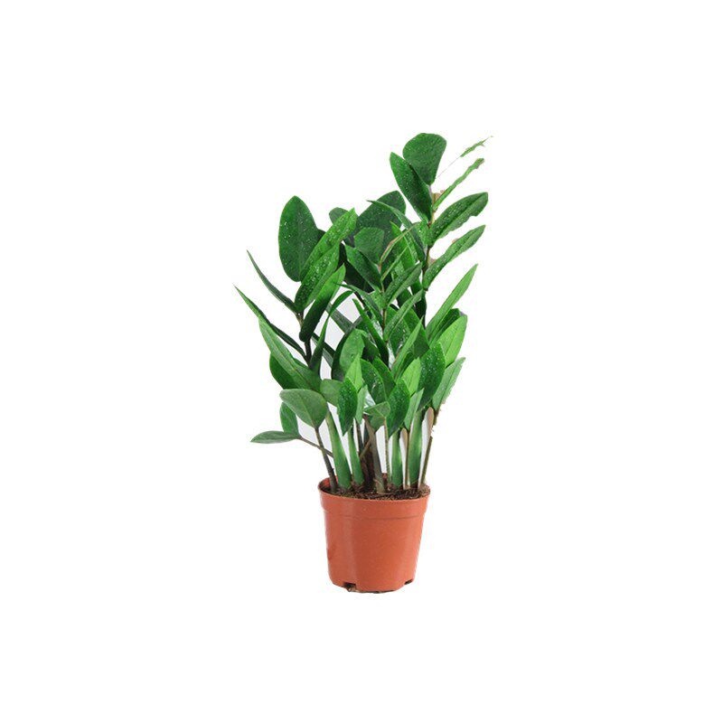 金钱树盆栽植物室内客厅大盆办公室绿植大棵钱串子发财树盆景大苗