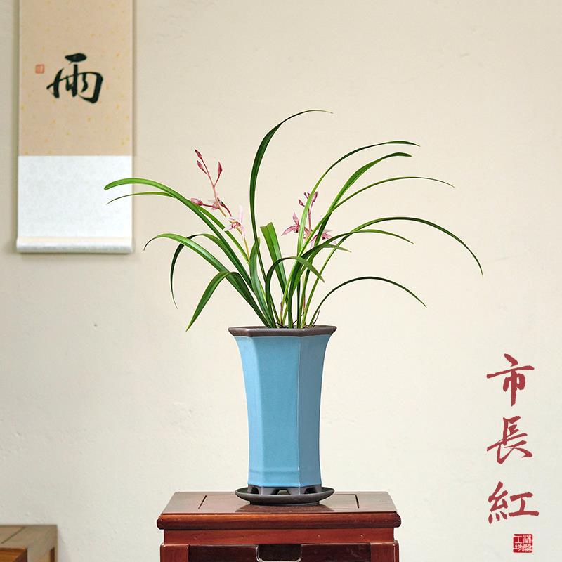 市长红铁骨锦旗兰花草贵重国兰建兰桌面中式高端盆栽花卉盆景浓香