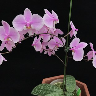 西蕾丽M405 P.schillerianaM405原种蝴蝶兰玫瑰红浓香有叶损带花