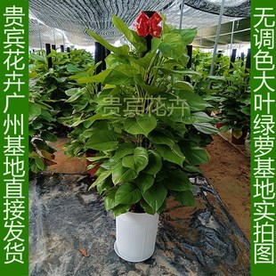 大叶绿萝柱懒人盆吸水盆大叶立柱绿萝室内盆栽新房开业送礼大绿植