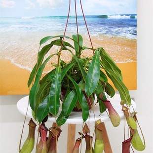 猪笼草盆栽笼子捕虫植物绿植趣味小盆景北京送货上门