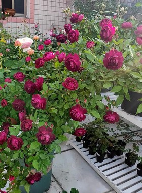 雀之舞1.3到1.5米土球发货大苗盆栽蔷薇花苗紫色爬藤植物庭院盆栽