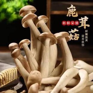 人工种植鹿茸菇菌种菌包菌籽菌丝鹿茸菌菇四季盆栽食用蘑菇种植包