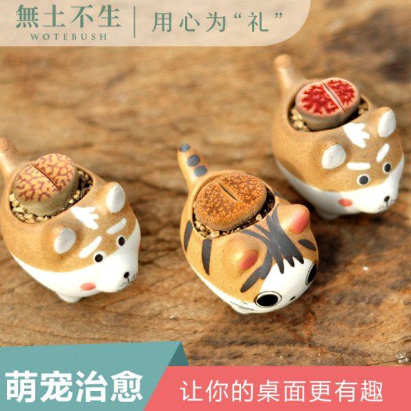 pp生石花屁股花多肉大颗含盆土套餐石头花石生花个性多肉创意花盆