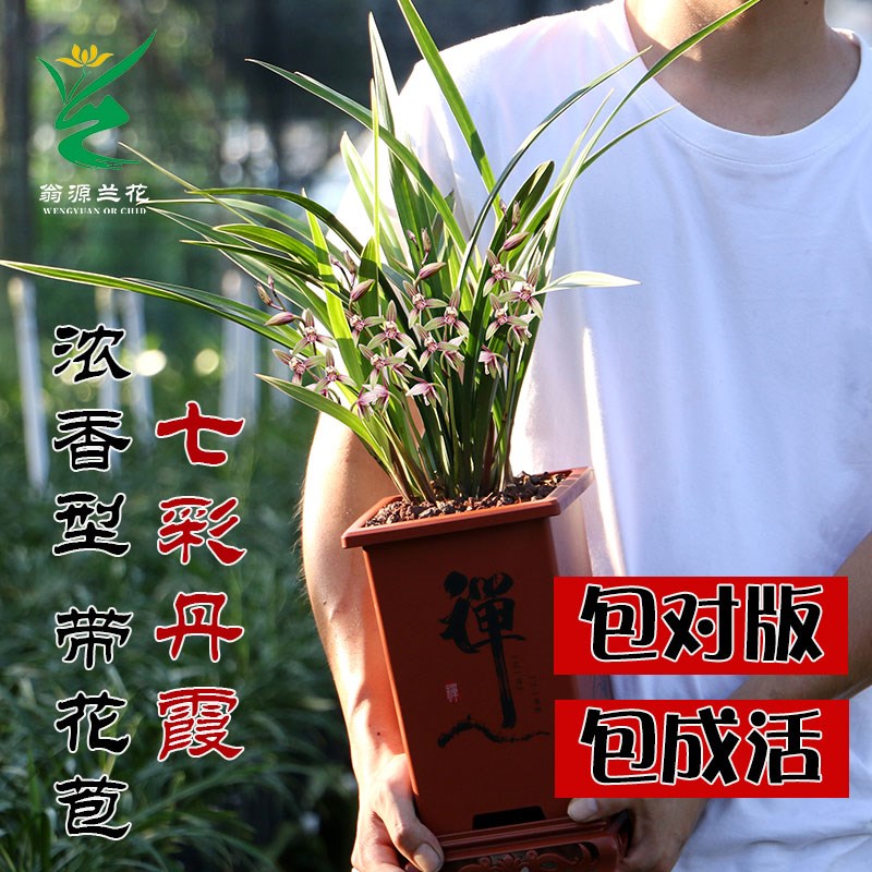 翁源兰花四季建兰七彩丹霞金边开花机器带花浓香好养室内花卉盆栽