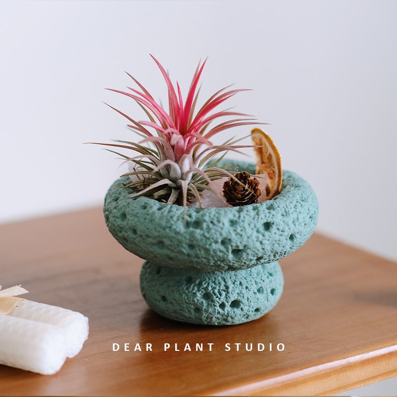 亲爱的绿植 空气凤梨绿植新奇好养懒人净化空气办公室花卉小盆栽