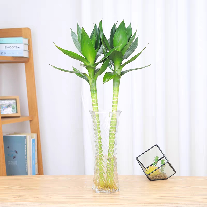 文昌竹带根观音竹荷花竹富贵竹水培植物净化空气办公室内水培绿植
