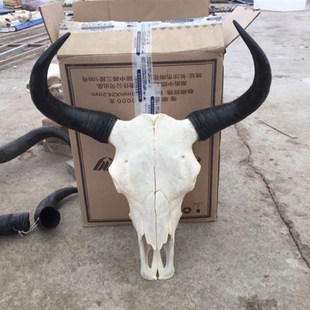 牛头骨工艺品牦牛头骨装饰品真牛羊头骨标本55cm特色手工演出道具