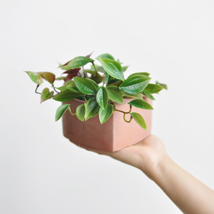 九思仿真小绿植物盆栽仿生小绿萝叶室内绿化装 饰盆景摆件art344