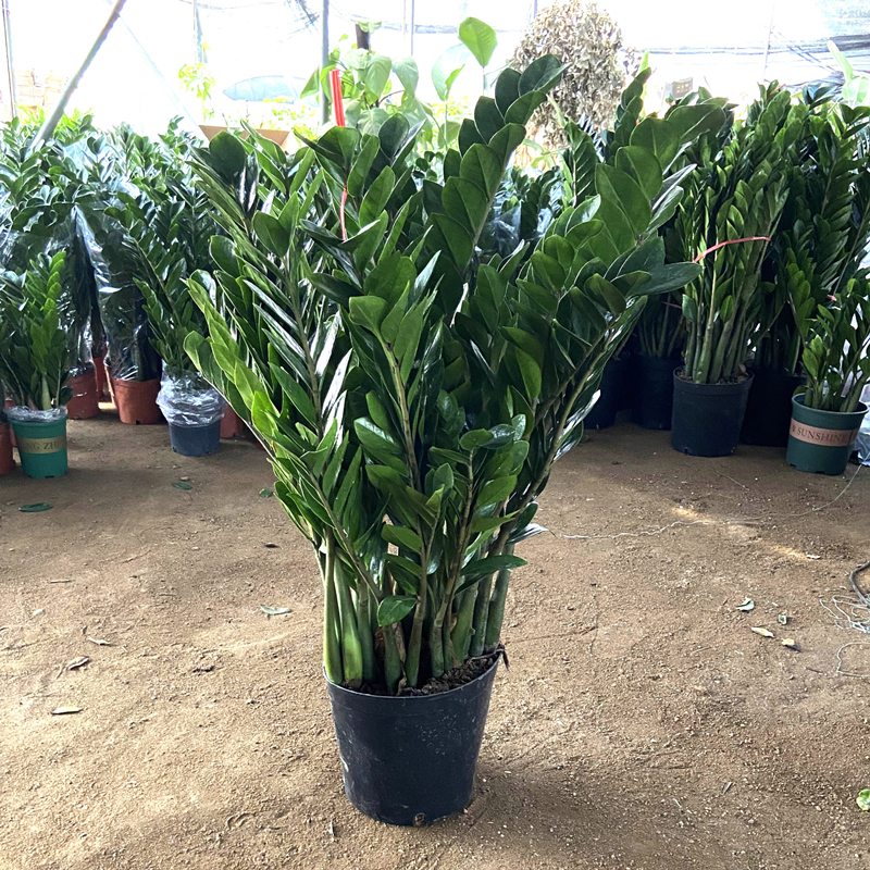 大盆金钱树盆栽客厅室内植物钱串子办公室大型绿植乔迁开业发财树