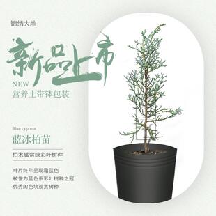 优质正宗蓝冰柏 圣诞树 叶三季霜蓝色 常绿树种 庭院彩叶树种