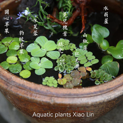 鱼缸浮萍水草造景水族箱水生景观植物花园乌龟观赏鱼水芙蓉水草