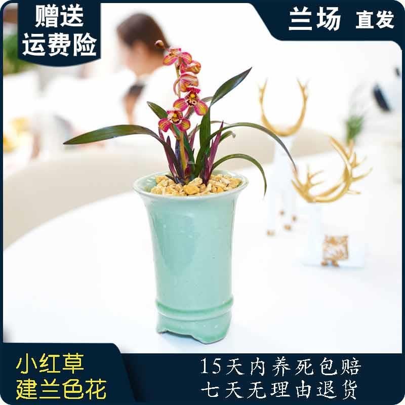 小型【红草红荷】兰花苗名贵盆栽花卉植物室内国兰浓香型兰草趣味