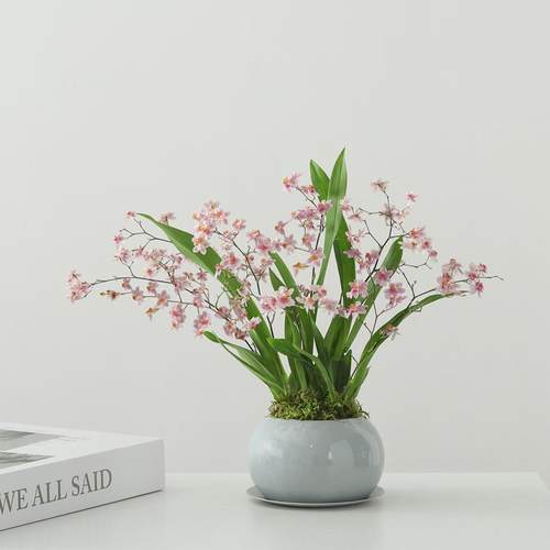 香水文心兰盆栽带花苞梦香兰浓香植物办公室桌面绿植花卉盆景四季