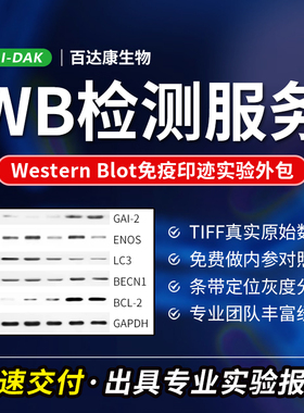 WB检测服务/Western blot免疫印迹实验外包/WB切膜整膜/趋势代做