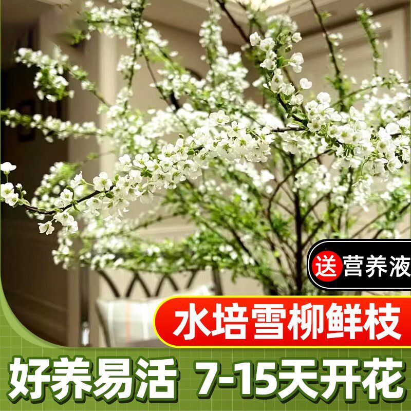 干枝雪柳鲜枝水养吊钟水培植物绿植龙柳大型盆栽枯木逢春干支重瓣