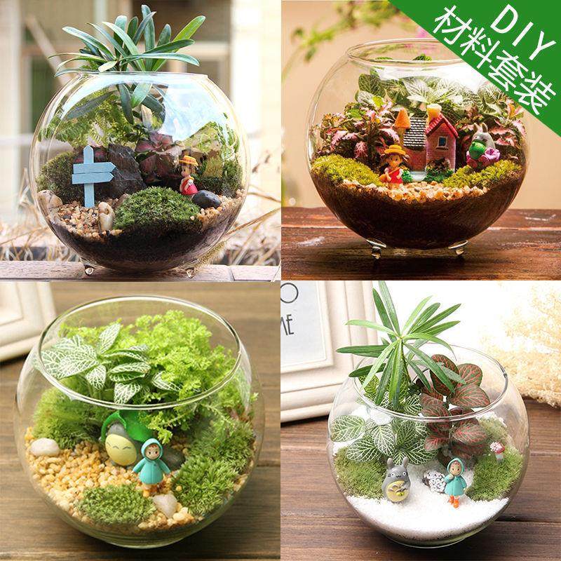 微景观摆件微观苔藓绿植物玻璃组合盆栽生态瓶DIY材料包盆景套装