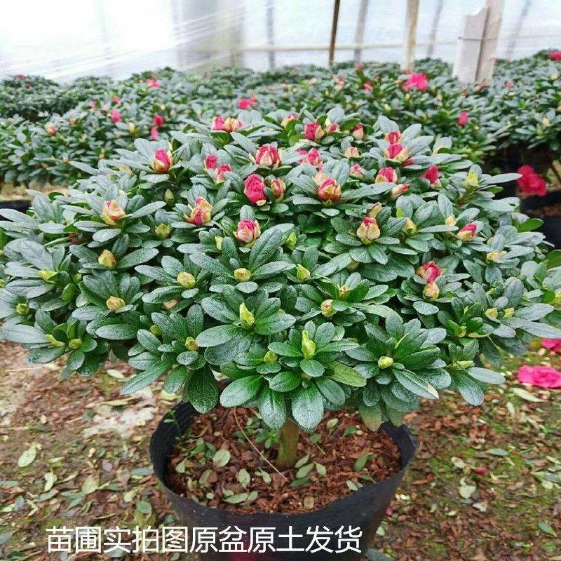 杜鹃花盆栽四季开花四季常青室内室外阳台花卉绿植盆景净化空气
