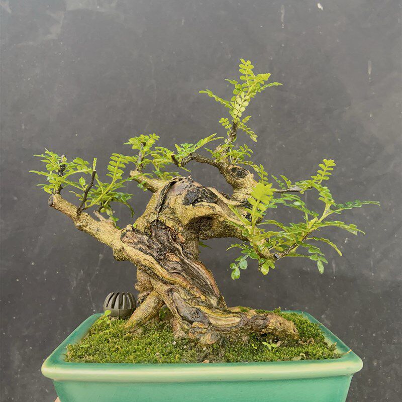 室内室外掌中宝一手托榔榆v白蜡石榴棠梨火棘盆景素材大