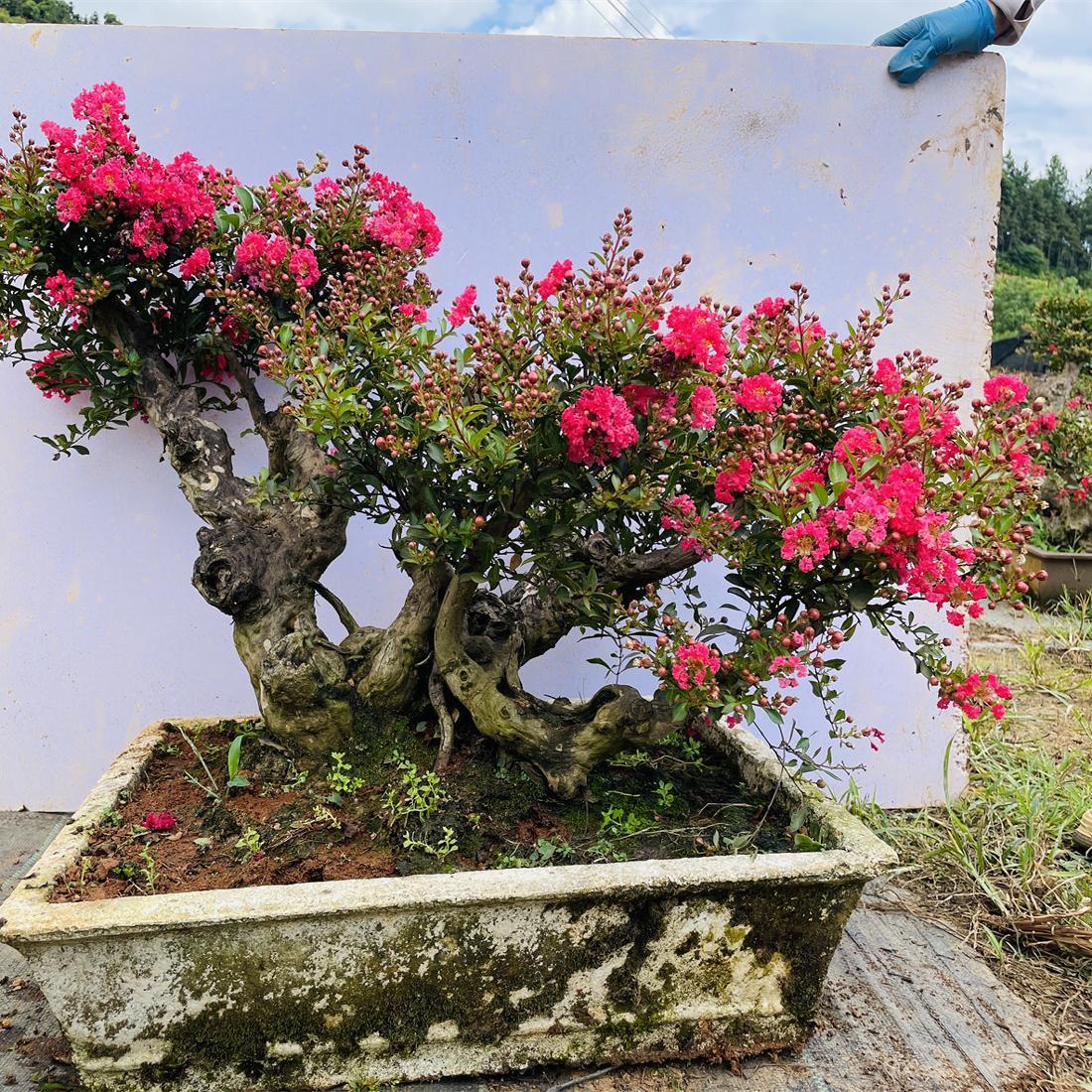 紫薇树桩盆景百日红花卉金紫薇姬紫薇紫色花紫薇老桩盆栽阳台植物