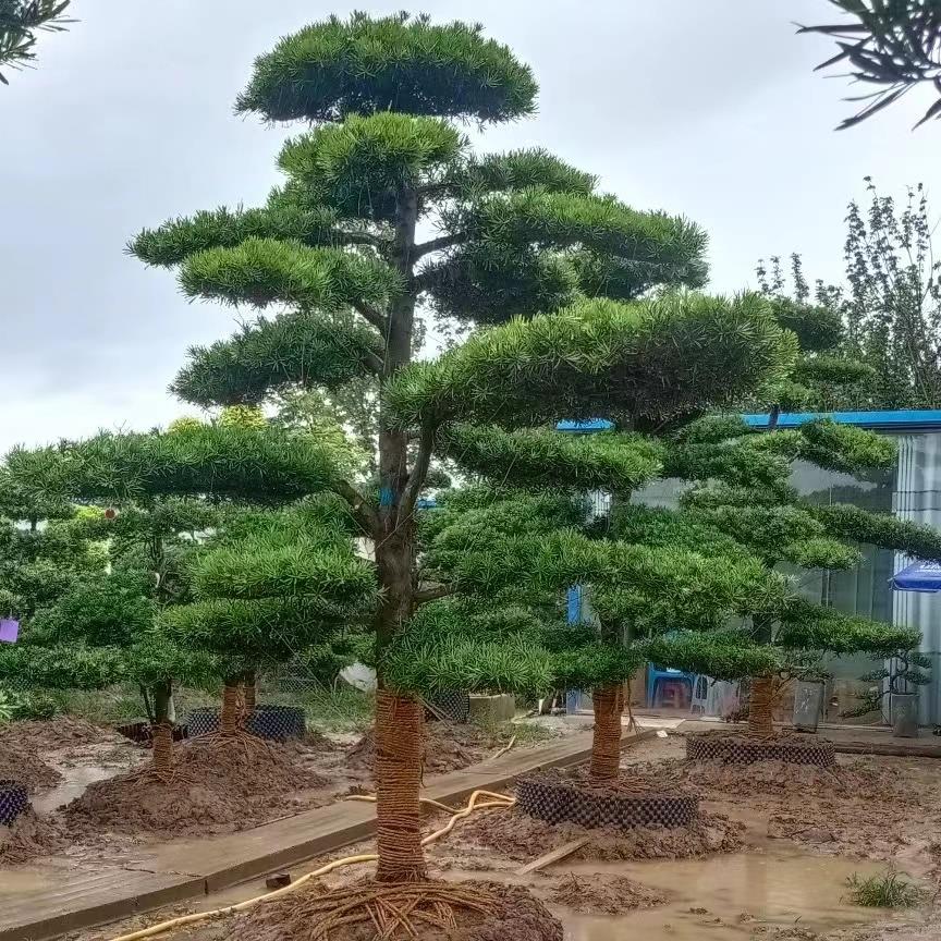 罗汉松大树罗汉松造型树罗汉松盆景地栽盆栽小叶雀舌罗汉松造型树