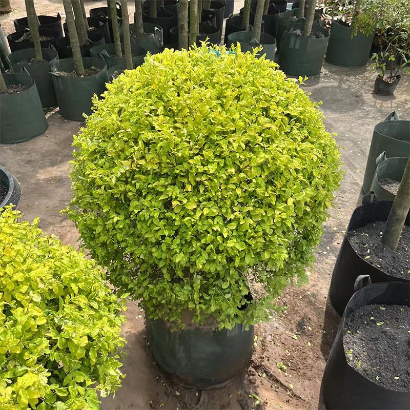 亮晶女贞球树苗棒棒糖树球型植物造型树庭院花境色块亮金女贞小苗