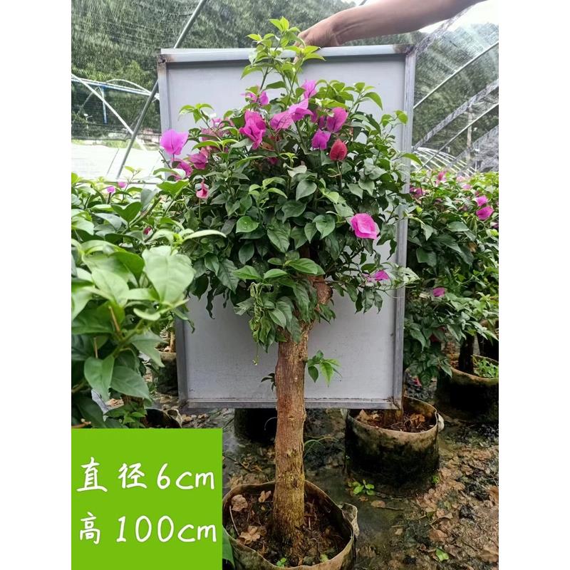 云南紫安格斯盆栽三角梅原生老桩棒棒糖四季开花好养耐寒阳台爬藤