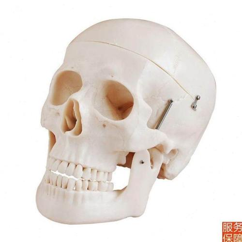 头骨模型自然大头颅骨模型头骨骨骼结构造骨架教学骷髅头教学模型