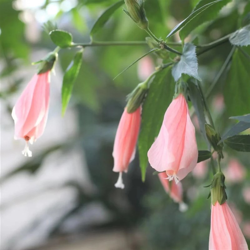 宫粉悬玲 多年生耐热阳台t庭院木本植物 花期长颜值高 可做绿篱墙