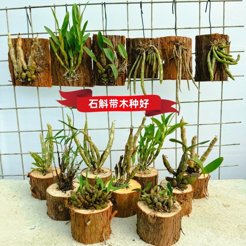 【体验款】(带木栽好)石斛小苗 带E木桩 木板种好发货低价试种款
