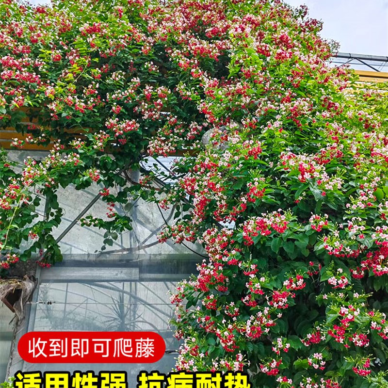 使君子爬藤植物大花苗重瓣带花苞水君子庭院阳台耐热花卉绿植驱蚊