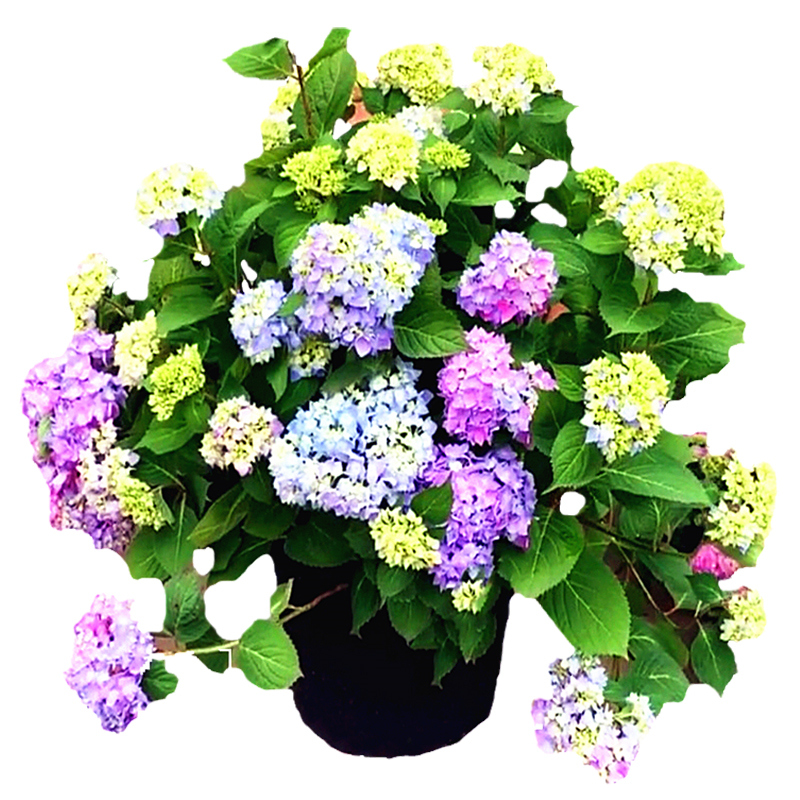 无尽夏绣球花苗带花苞盆栽大苗四季多年生花卉栽庭院阳台花好养活