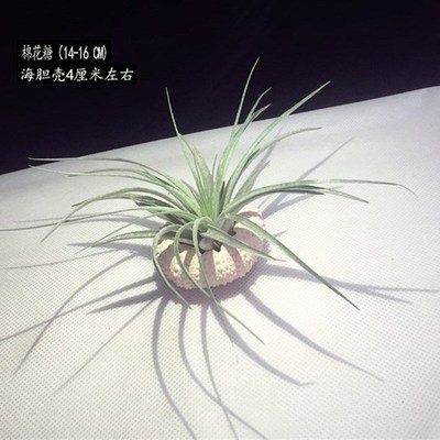 速发空气凤梨无土植办公桌绿植老人须小章鱼棉花X糖海胆壳套餐