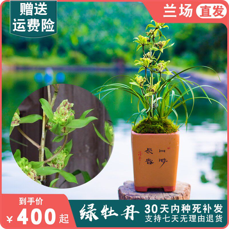 绿牡丹兰花盆栽植物名贵惠兰浓香型兰花苗带花苞兰草大众国兰场