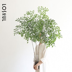 水培南天竹带根绿植秋色侘寂风小众高级绿植室内装饰生活鲜切绿植