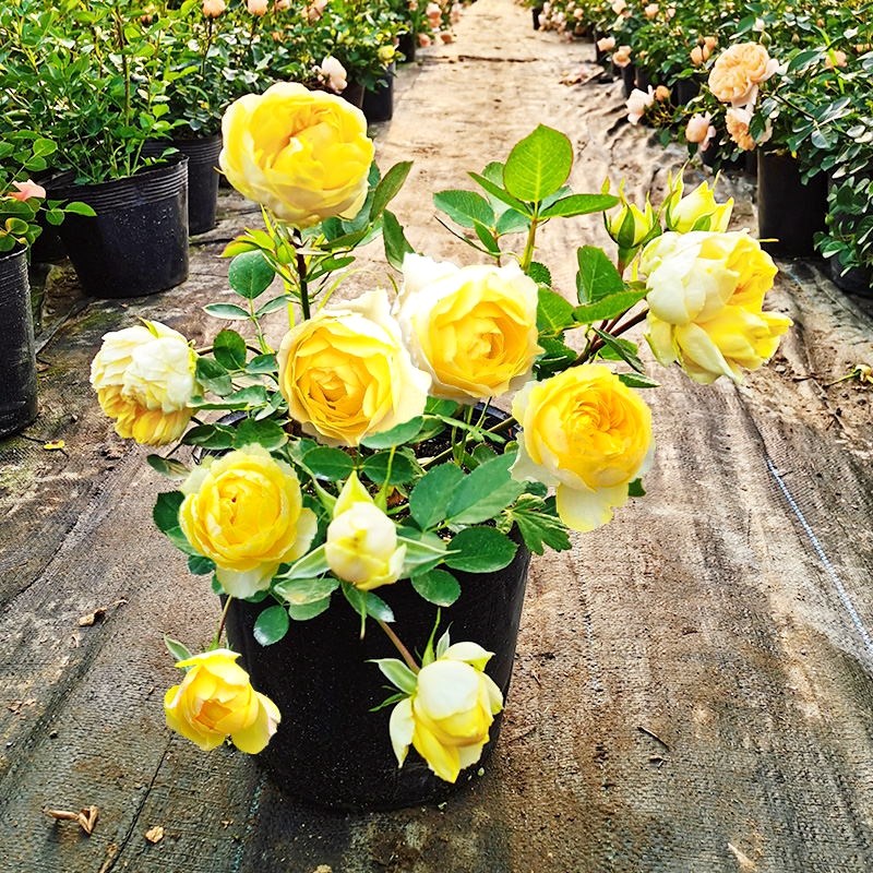 金丝雀盆栽棒棒糖嫁接树状月季花苗树庭院地栽室内外花卉四季开花