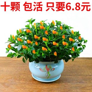 不需要阳光的植物适合种在室内喜阴植物藤金心边吊兰室内绿植花卉