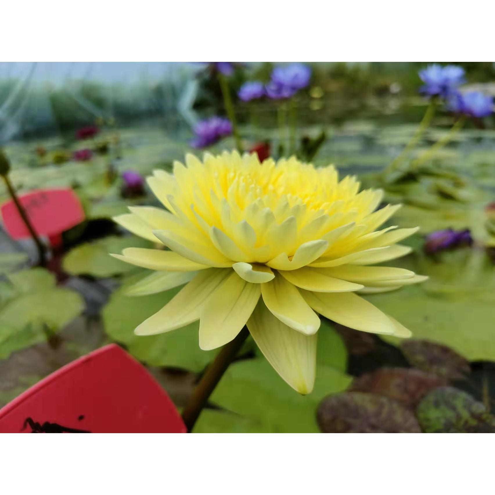 进口热带睡莲稀有品种合集-水池塘鱼缸盆栽种植水生植物花卉