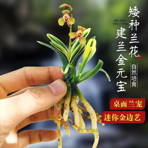 兰花苗建兰金元宝矮种花卉迷你绿植盆栽室内装饰家居美观好养