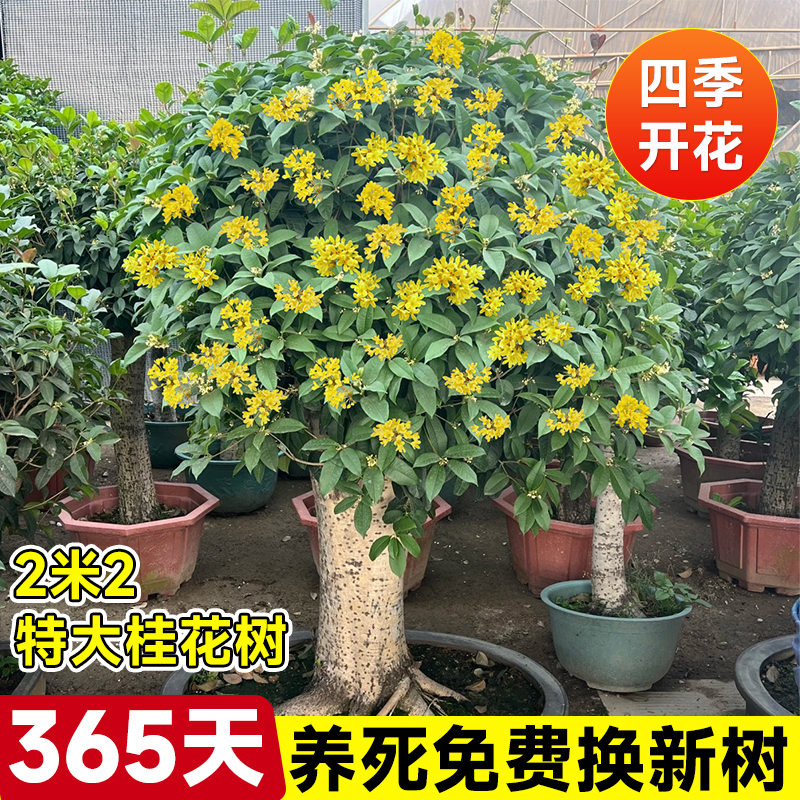 桂花树苗大树庭院地栽四季桂金桂盆栽大型名贵植物花卉绿植好养活