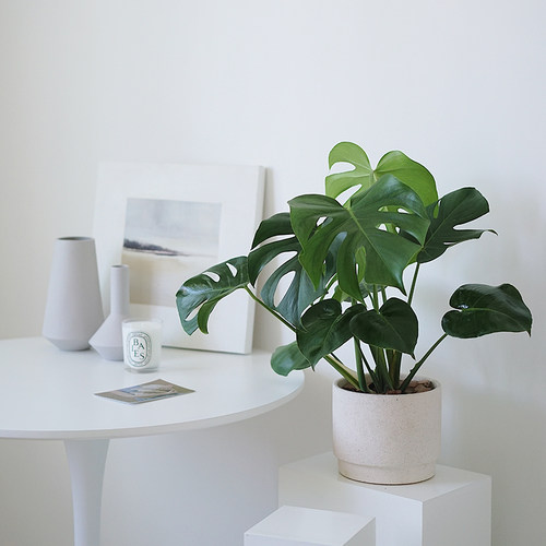 植物私生活 龟背竹 北欧室内观叶植物ins绿植新家装饰盆栽