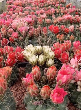 绯花玉仙人球掌室内带花苞大颗多肉开花品种精品好养活小盆栽绿植