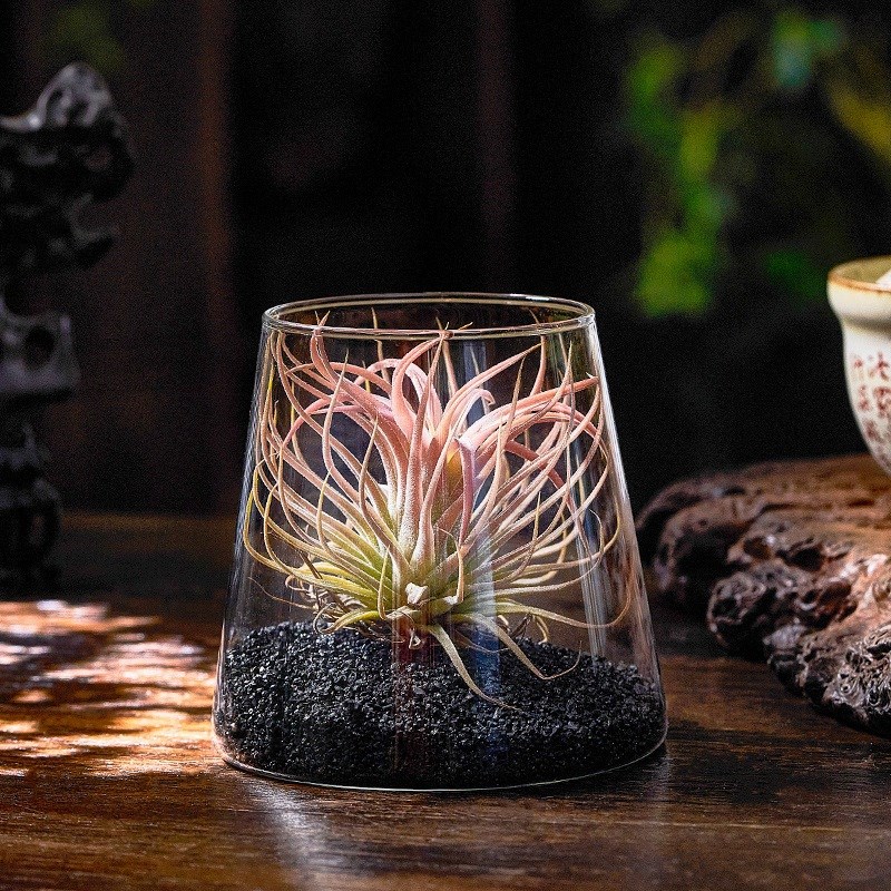 空气凤梨无土植物悬挂托架支架迷你桌面绿植室内办公桌小摆件盆栽