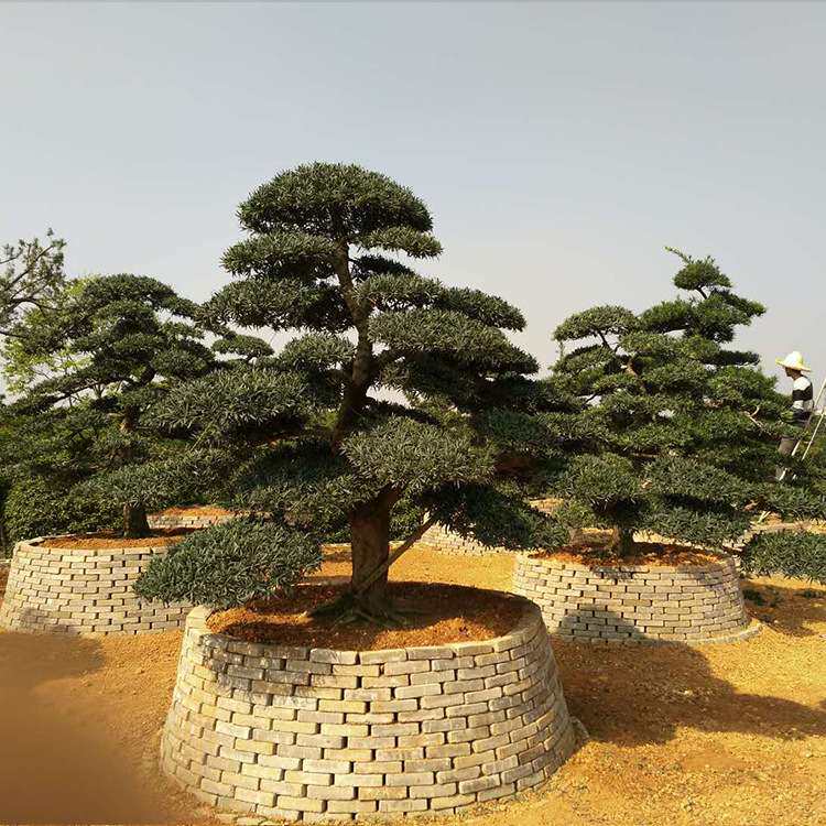 花木基地造型罗汉松 庭院绿化苗木罗汉松树