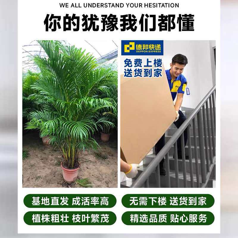 散尾葵绿植客厅室内大型盆栽办公室四季常青植物好养凤尾竹天堂鸟