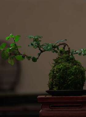 悬崖福建茶苔藓球 禅意盆景盆栽书房茶几窗台阳台办公室绿植