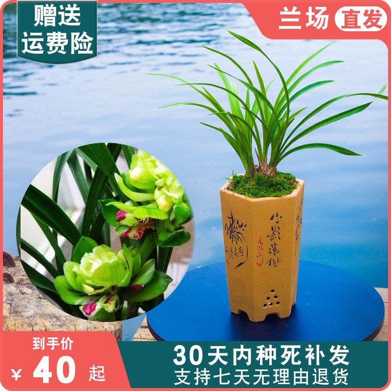 九仙牡丹兰花盆栽奇花兰草植物名贵浓香型带花苞发货春兰大众国兰